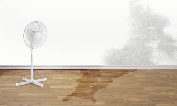 Best 24/7 water damage repair  in Doctor Phillips, FL